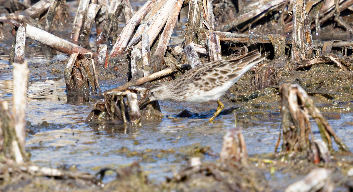 Long-toed Stint - ML638824450