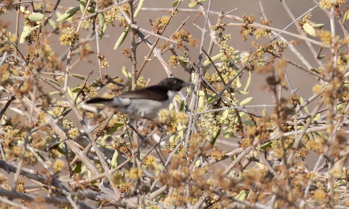 Eastern Violet-backed Sunbird - ML638824466