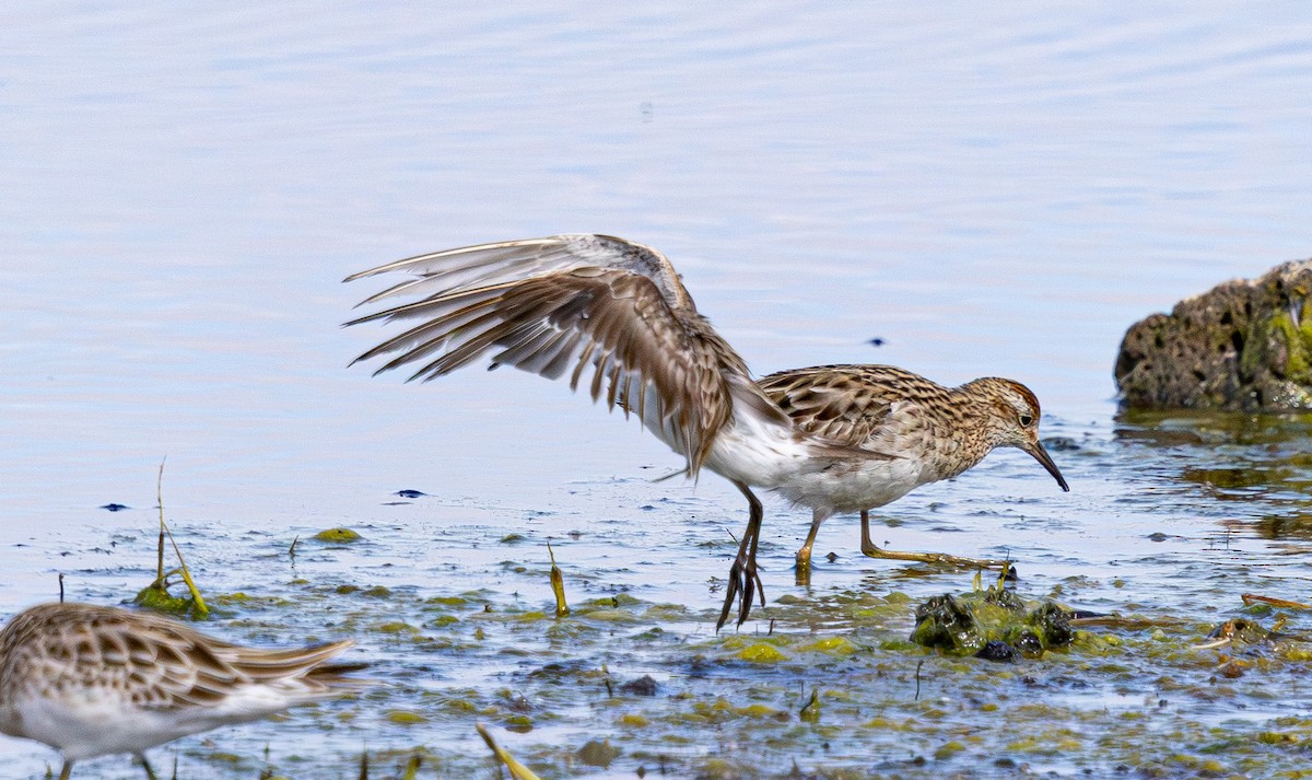 White-rumped Sandpiper - ML638824486