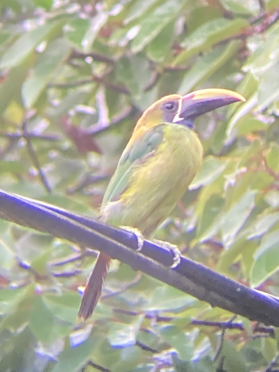 Northern Emerald-Toucanet - ML638824504