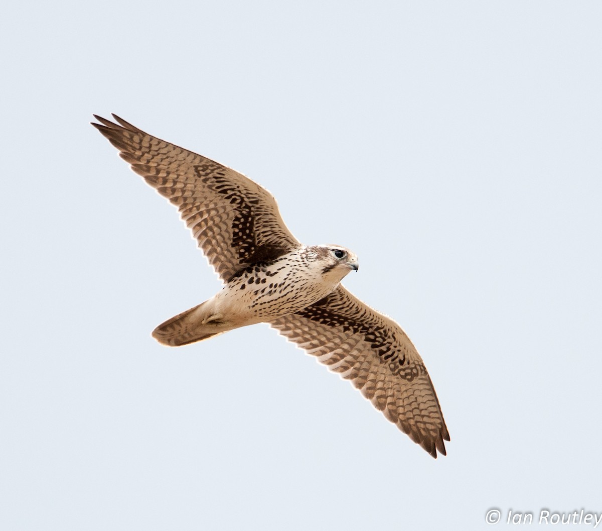 Prairie Falcon - Ian Routley