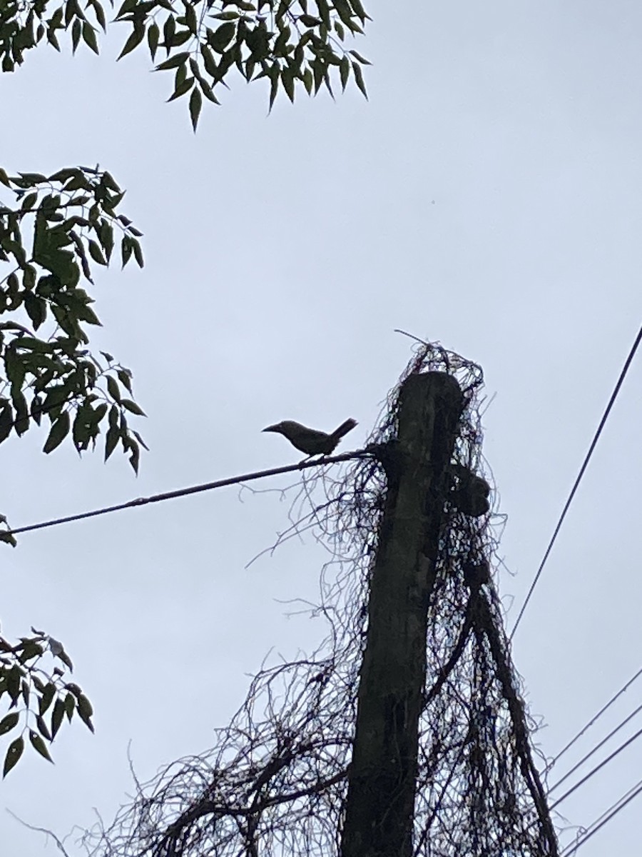 Northern Emerald-Toucanet - ML638824514