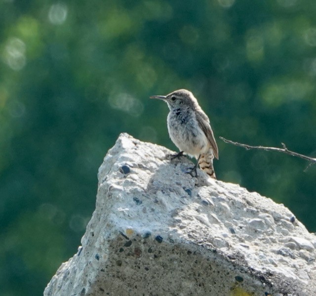 Rock Wren - ML638824518