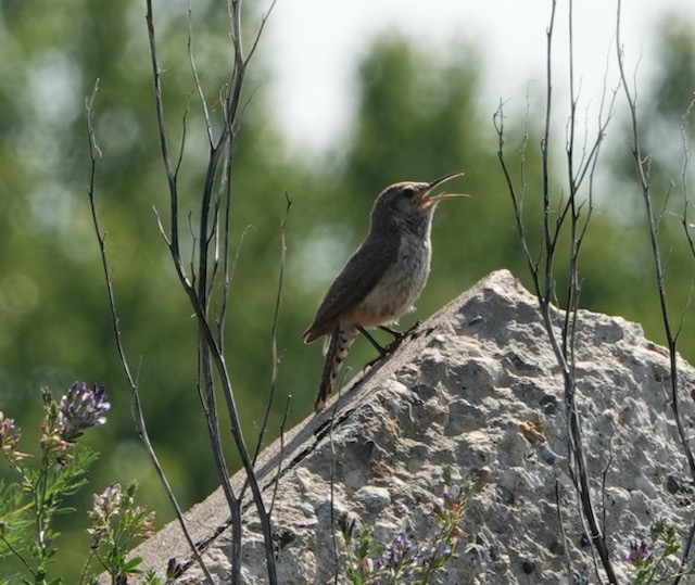 Rock Wren - ML638824520