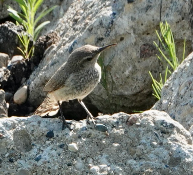 Rock Wren - ML638824521