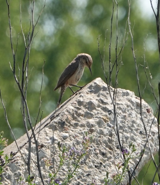 Rock Wren - ML638824522