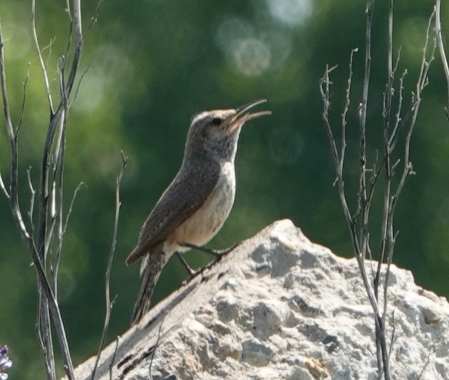 Rock Wren - ML638824523