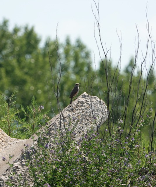 Rock Wren - ML638824525