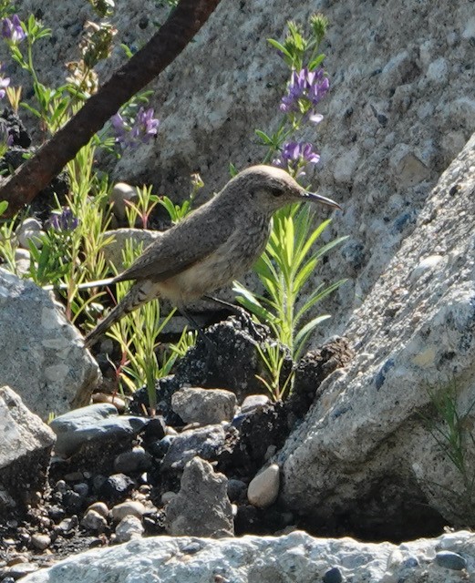 Rock Wren - ML638824526