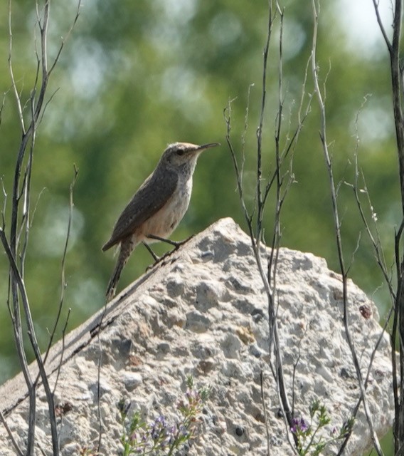 Rock Wren - ML638824527