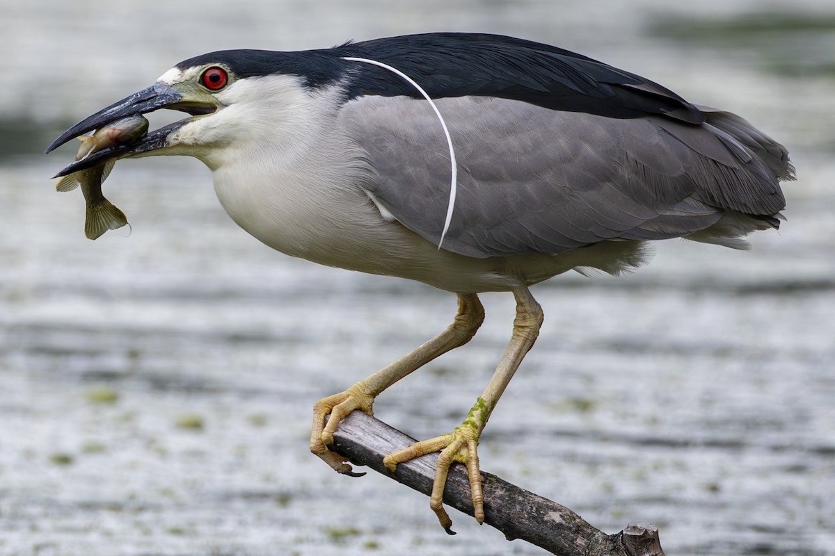 Black-crowned Night Heron - ML638824531