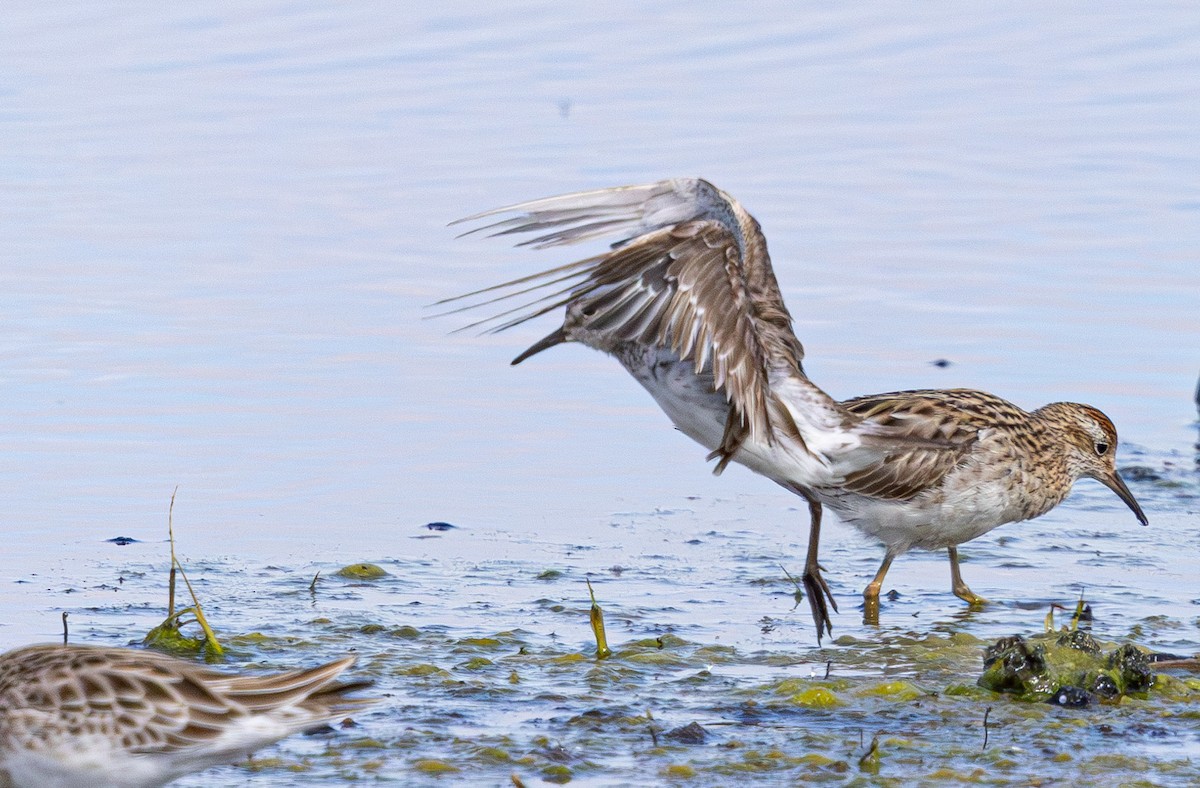 White-rumped Sandpiper - ML638824548