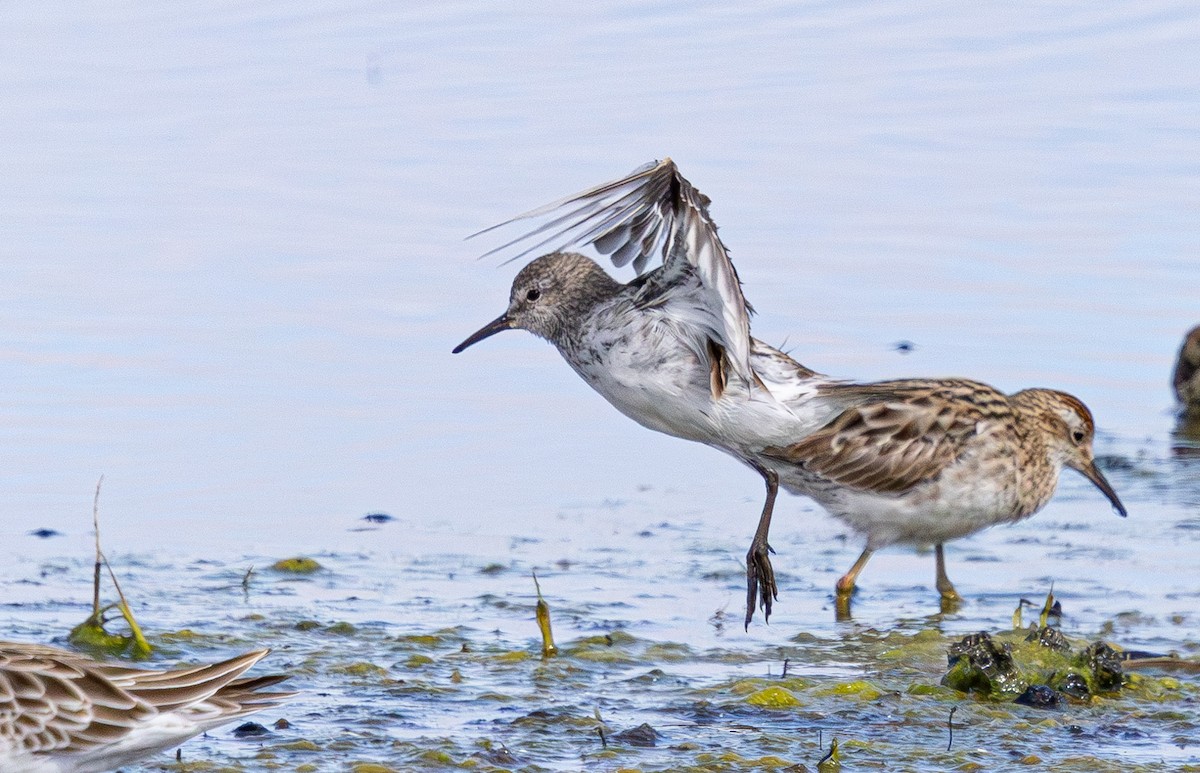 White-rumped Sandpiper - ML638824572
