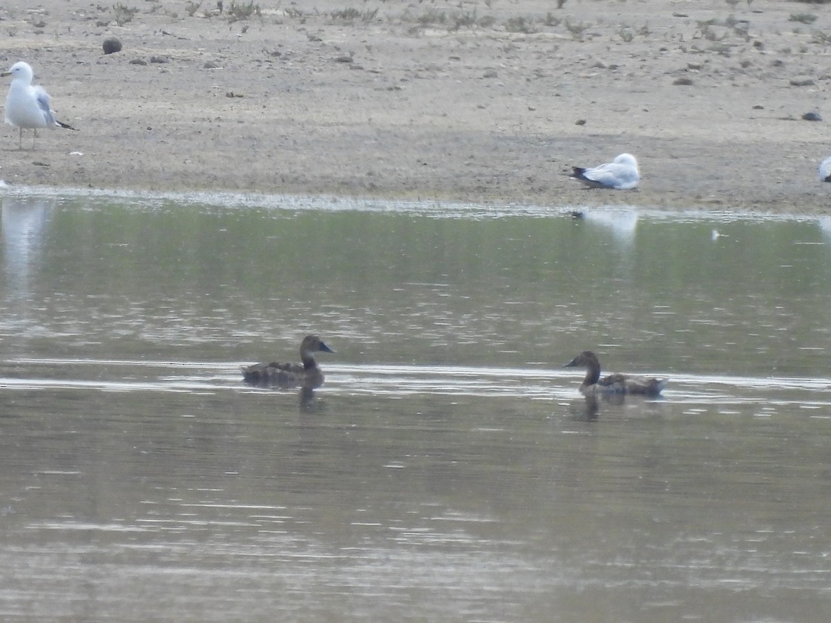 Canvasback - ML638824595