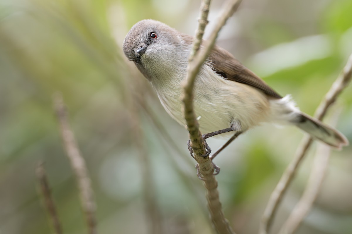 Gray Gerygone - ML638824599