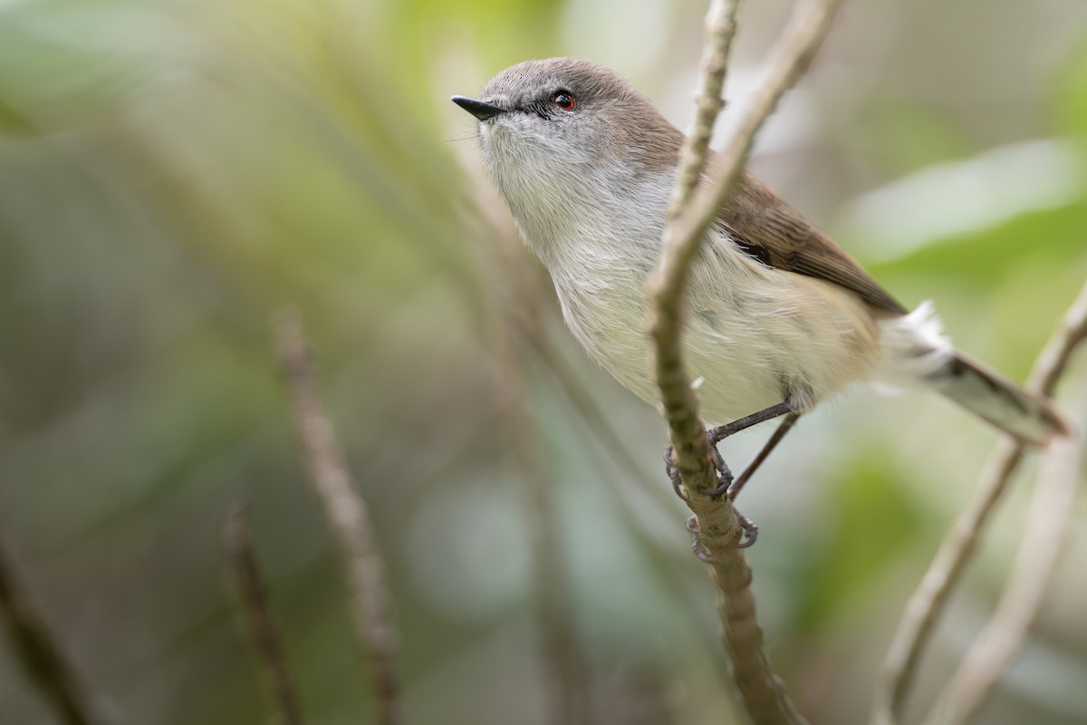 Gray Gerygone - ML638824601