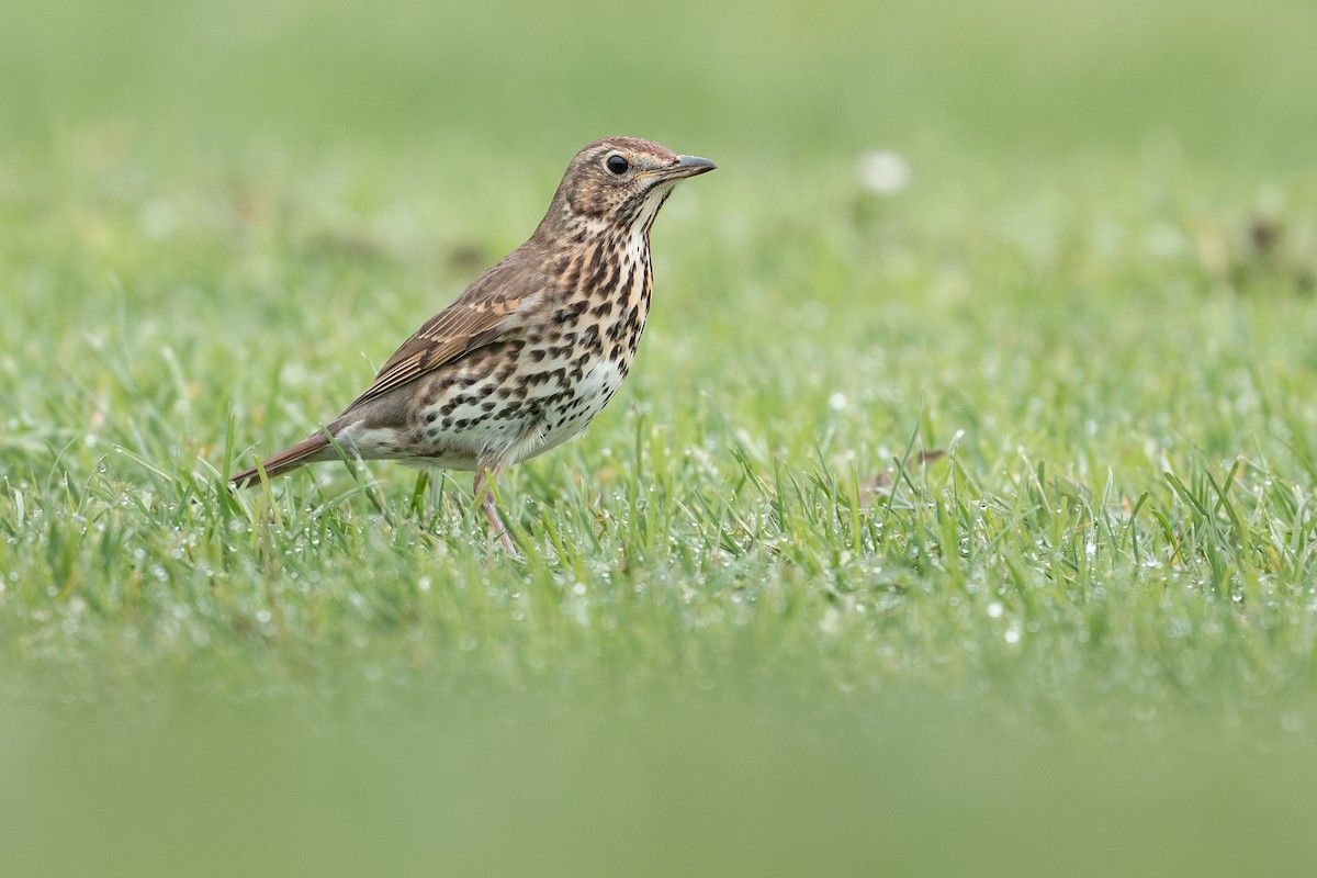 Song Thrush - ML638824607