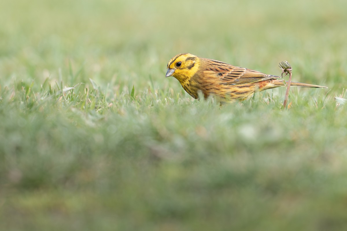 Yellowhammer - ML638824645
