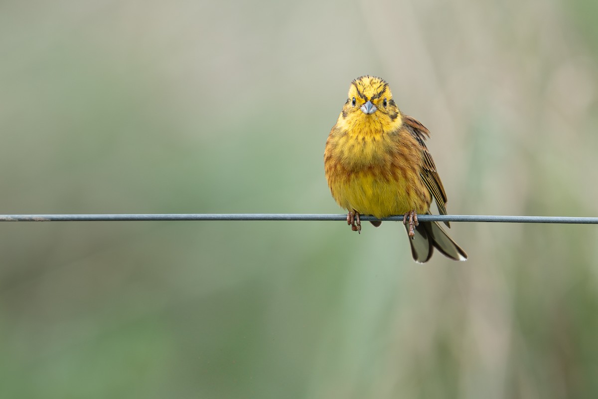 Yellowhammer - ML638824647