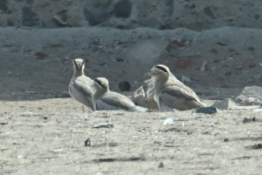 Peruvian Thick-knee - ML638824656