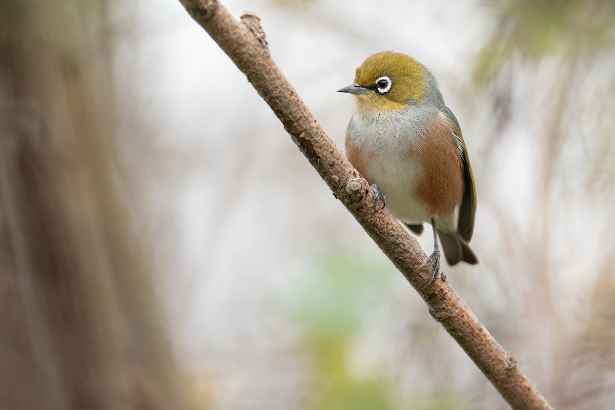 Silvereye - ML638824657