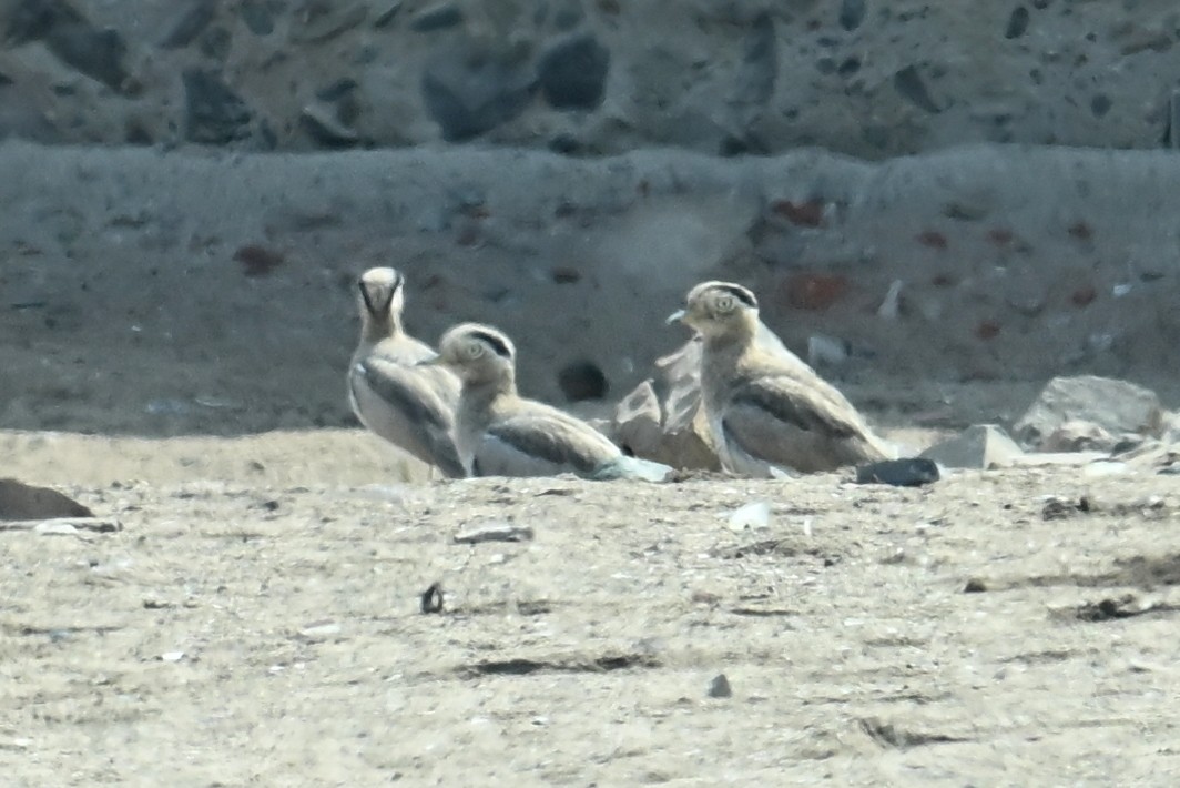 Peruvian Thick-knee - ML638824658