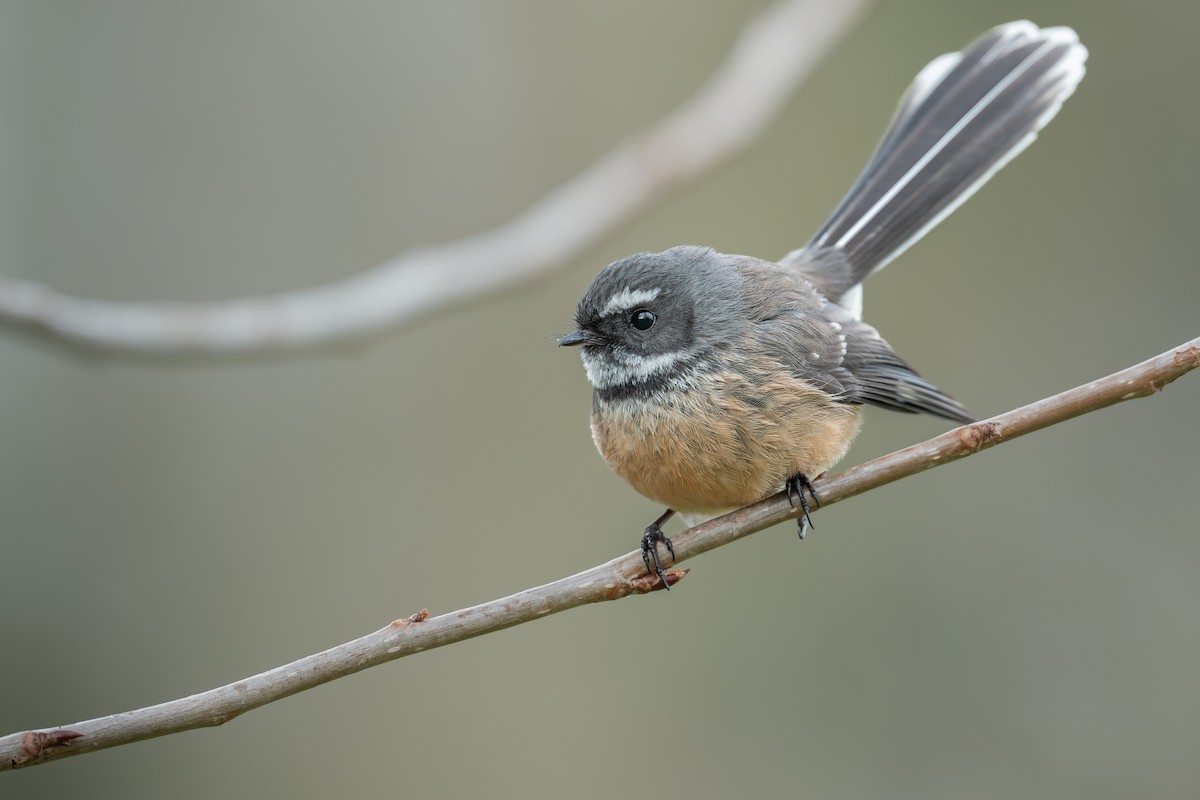 New Zealand Fantail - ML638824659