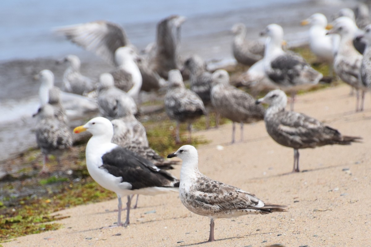 Lesser Black-backed Gull - ML638824679