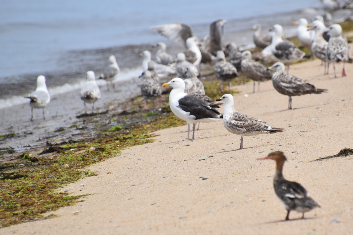 Lesser Black-backed Gull - ML638824680