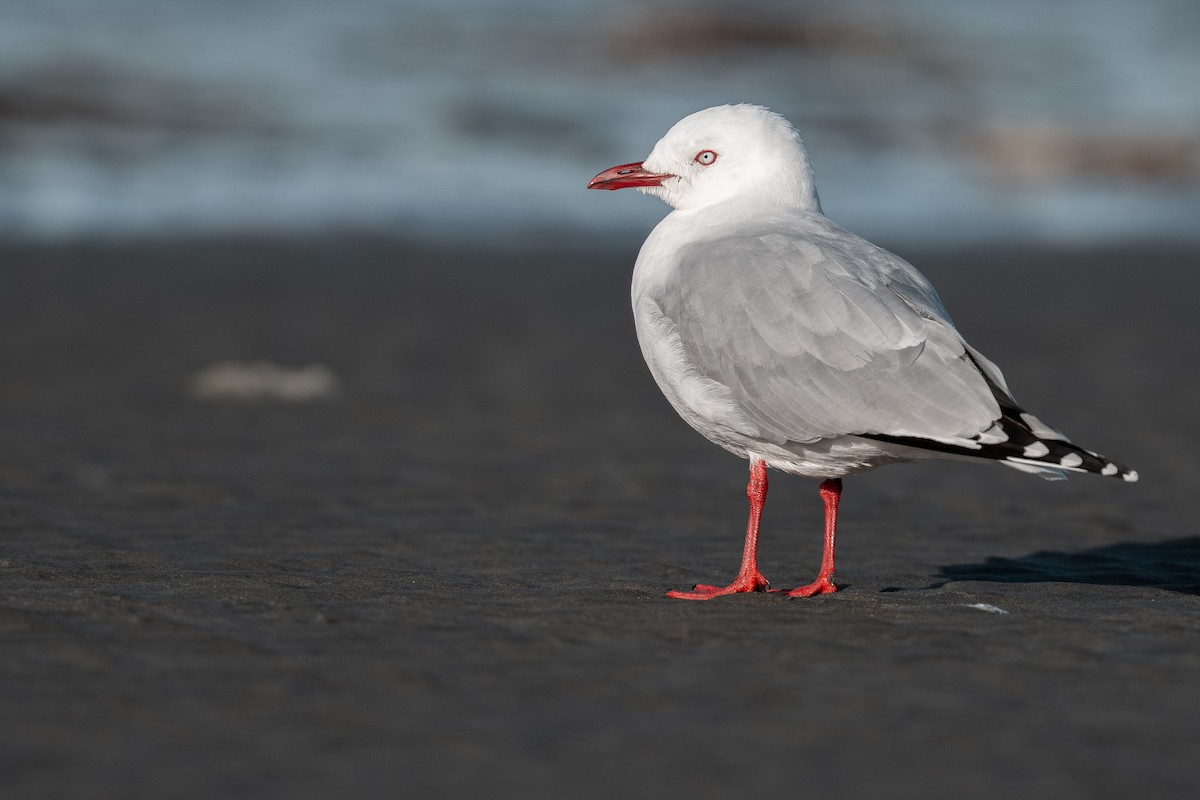 Gaviota Plateada (neozelandesa) - ML638824691