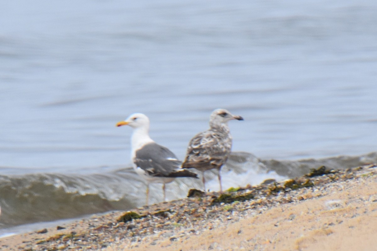 Lesser Black-backed Gull - ML638824705