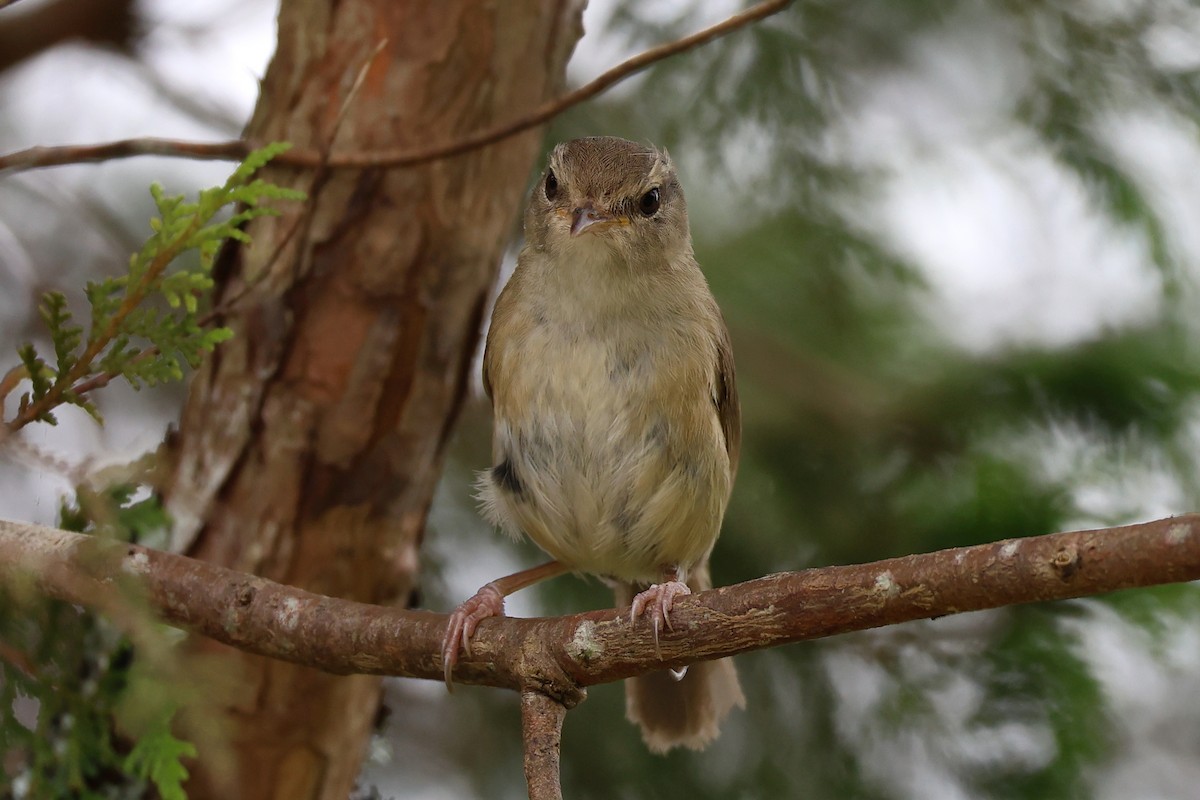 Brownish-flanked Bush Warbler - ML638824742