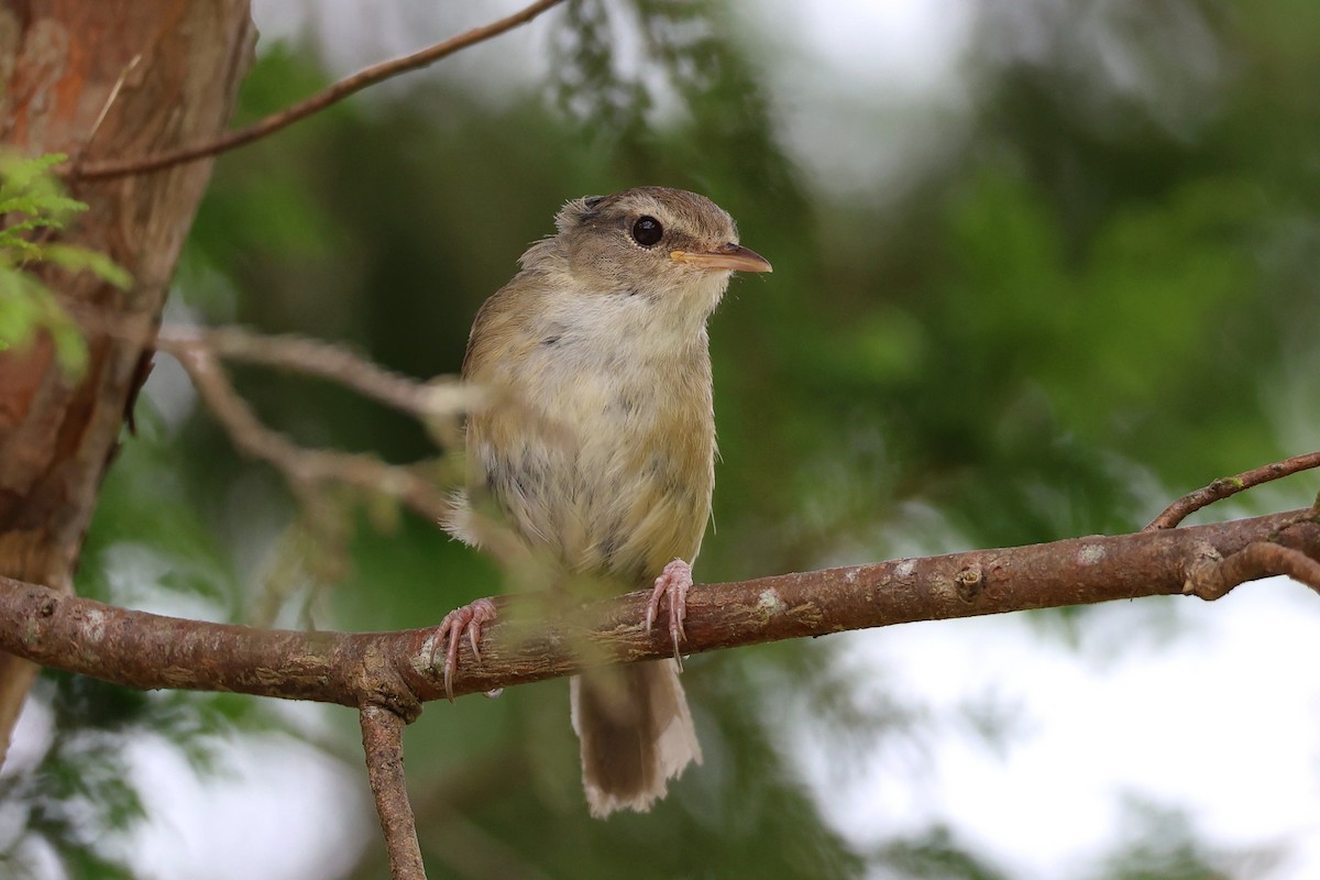 Brownish-flanked Bush Warbler - ML638824744
