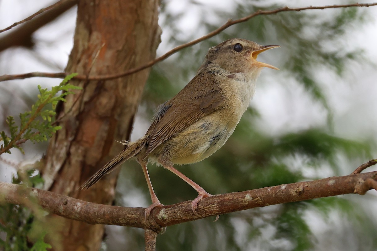 Brownish-flanked Bush Warbler - ML638824746