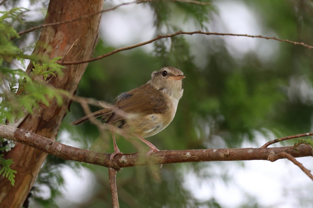 Brownish-flanked Bush Warbler - ML638824747