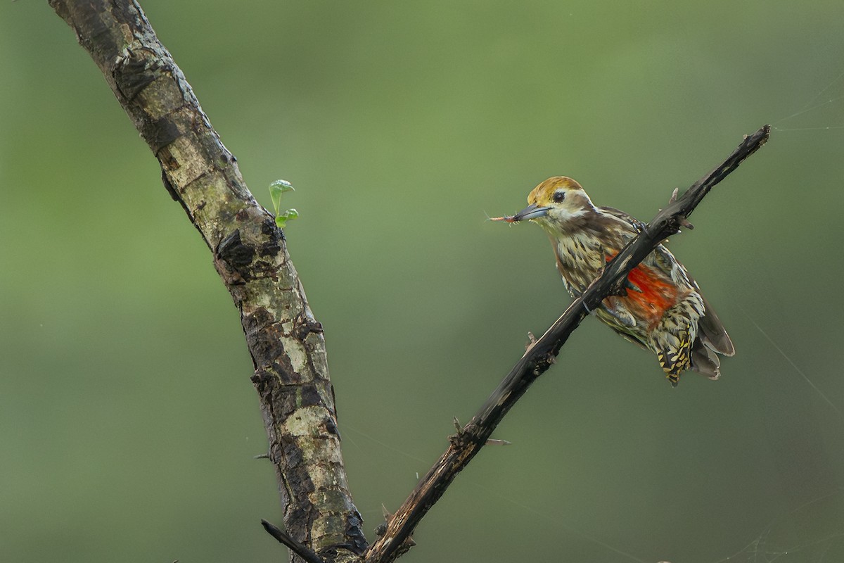 Yellow-crowned Woodpecker - ML638824768
