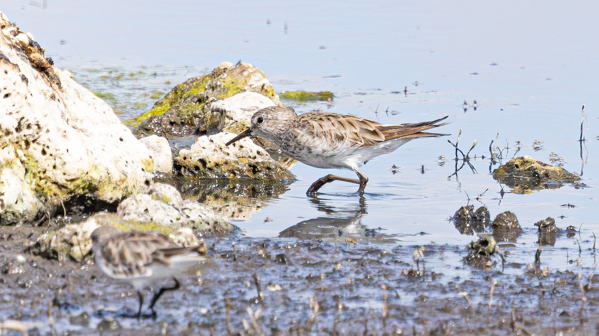 White-rumped Sandpiper - ML638824819