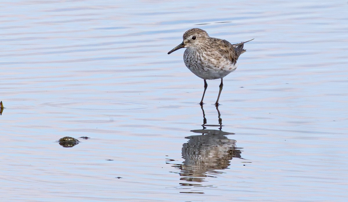 White-rumped Sandpiper - ML638824837