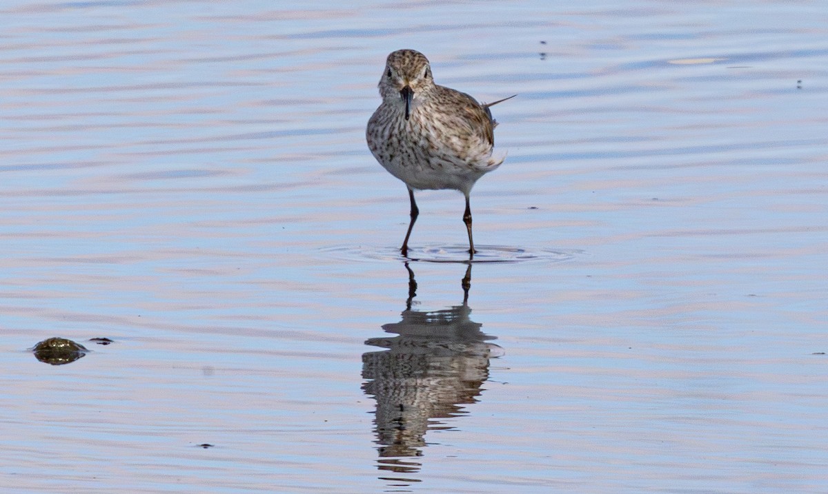 White-rumped Sandpiper - ML638824838