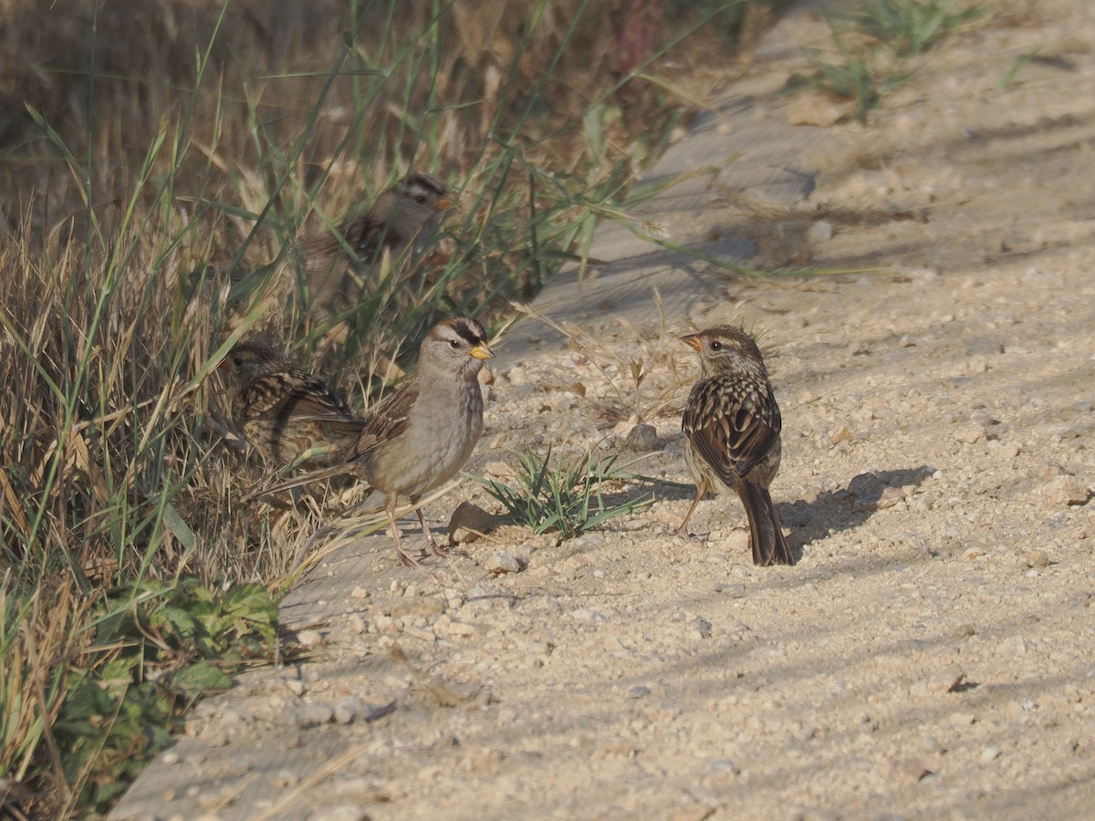 White-crowned Sparrow - ML638824844