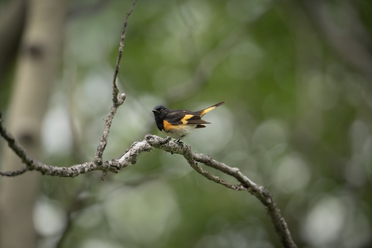 American Redstart - ML638824853