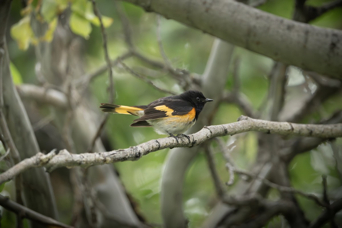 American Redstart - ML638824854