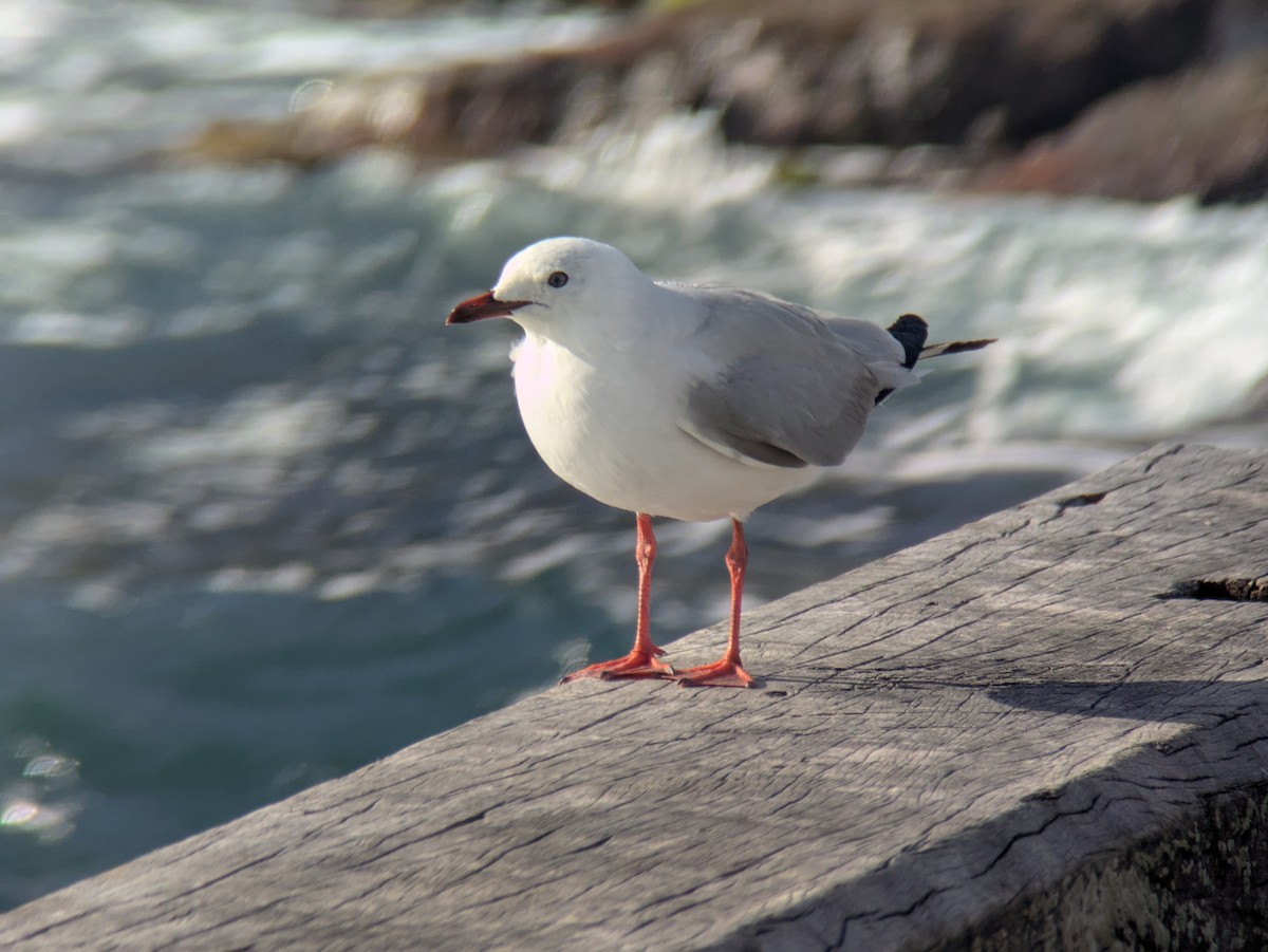 Silver Gull - ML638824859