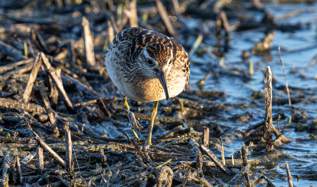 Sharp-tailed Sandpiper - ML638824951
