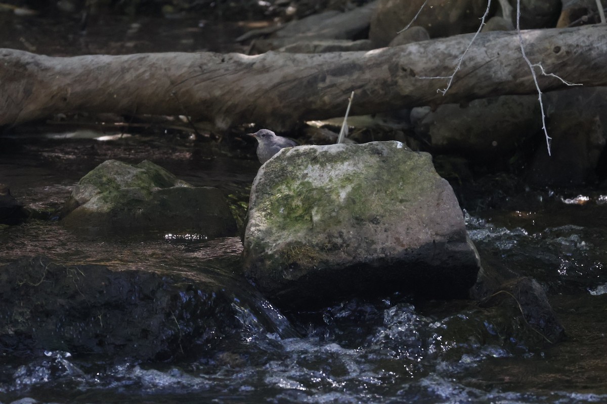 American Dipper - ML638824953