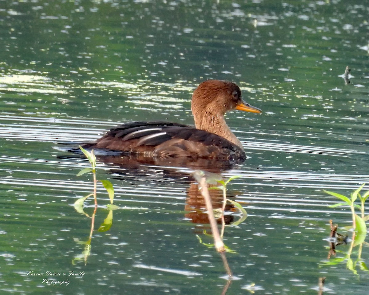 Hooded Merganser - ML638824955