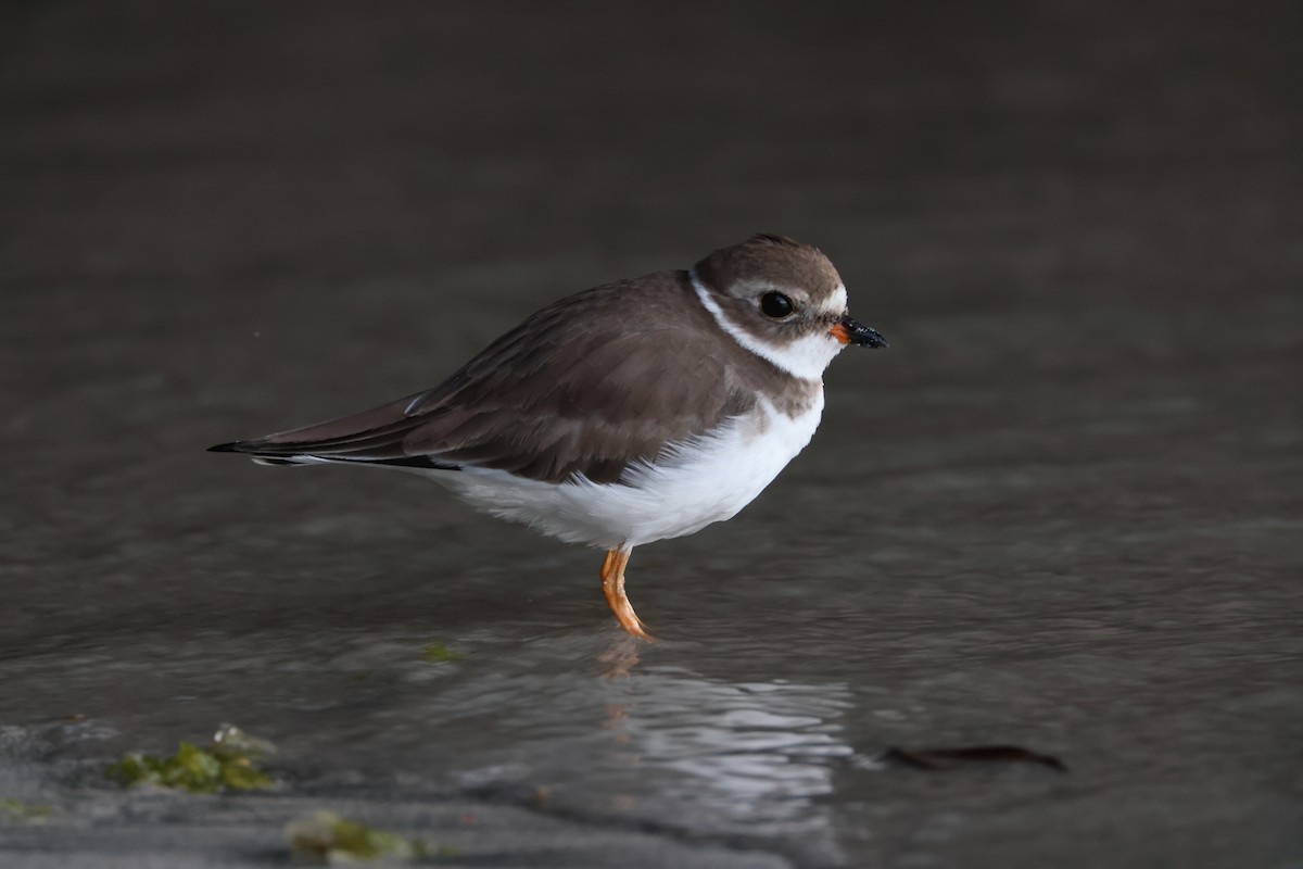 Semipalmated Plover - ML638824962