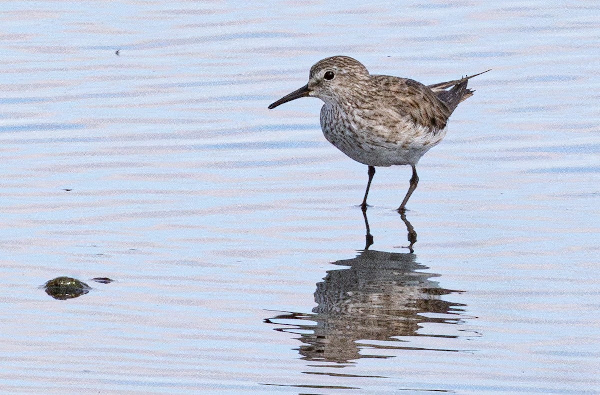 White-rumped Sandpiper - ML638824964