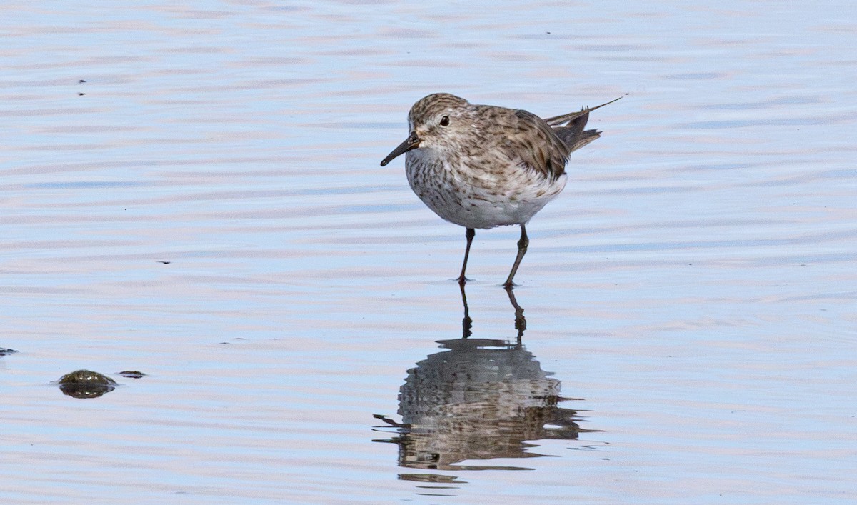 White-rumped Sandpiper - ML638824965