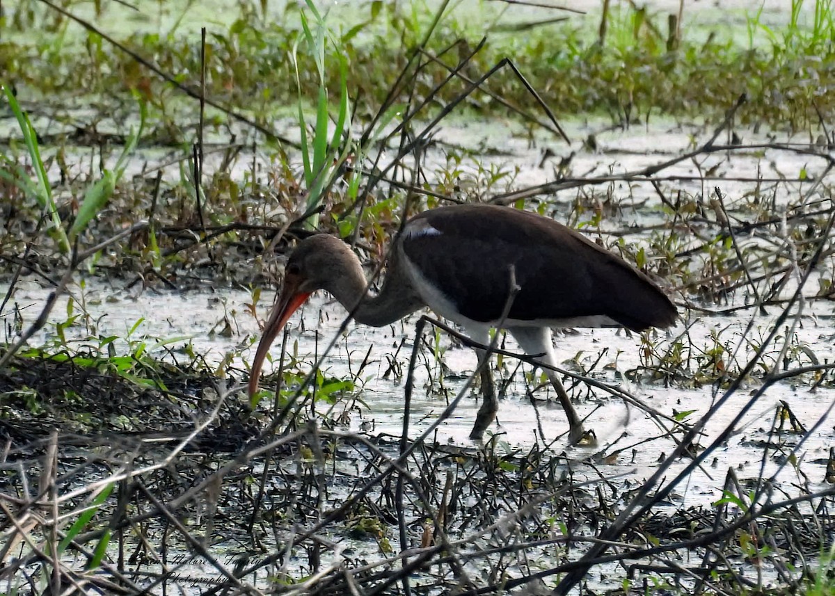 White Ibis - ML638824966